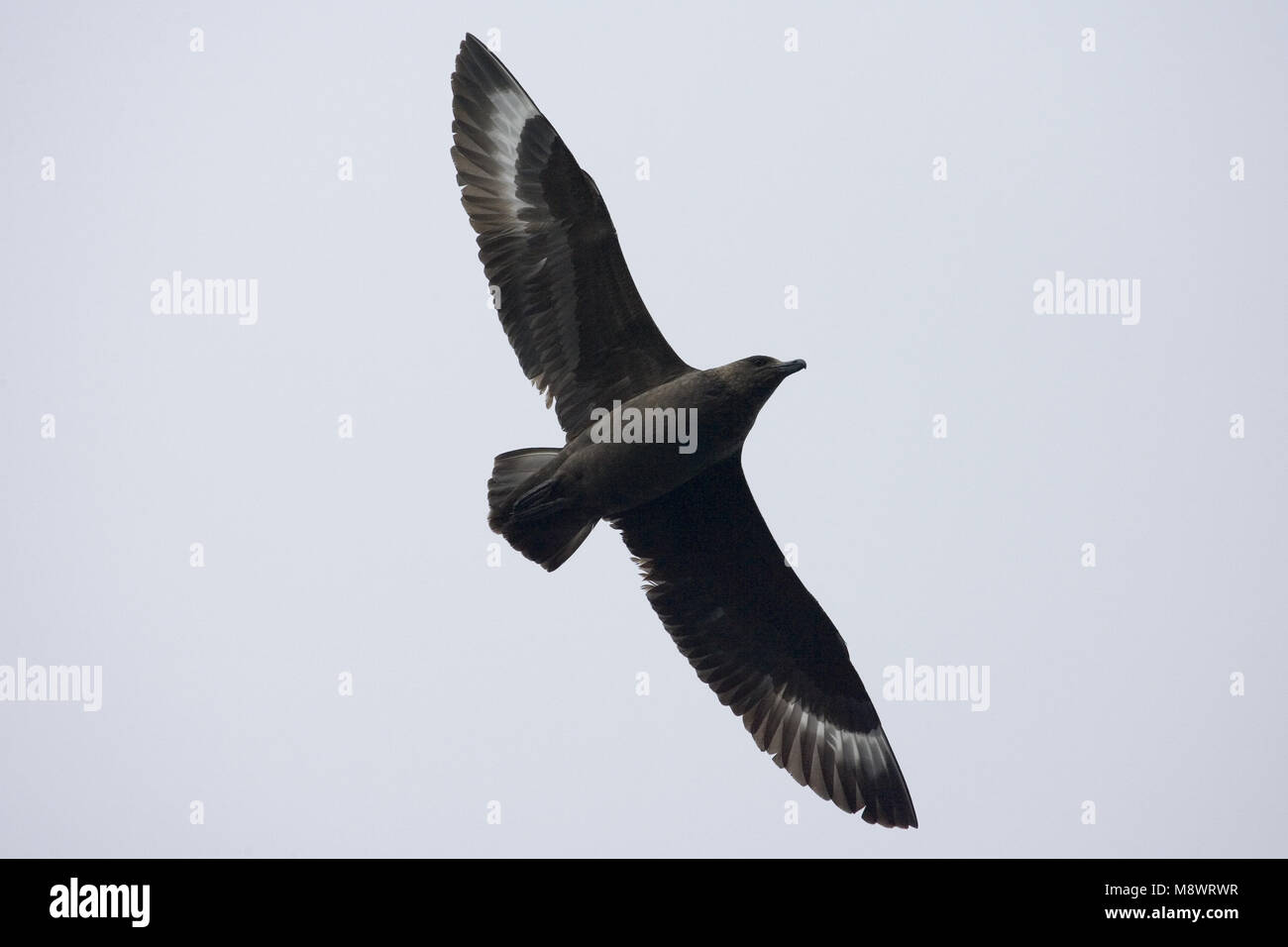 Subantarctic Skua flying; Subantarctische Grote Jager vliegend Stock Photo