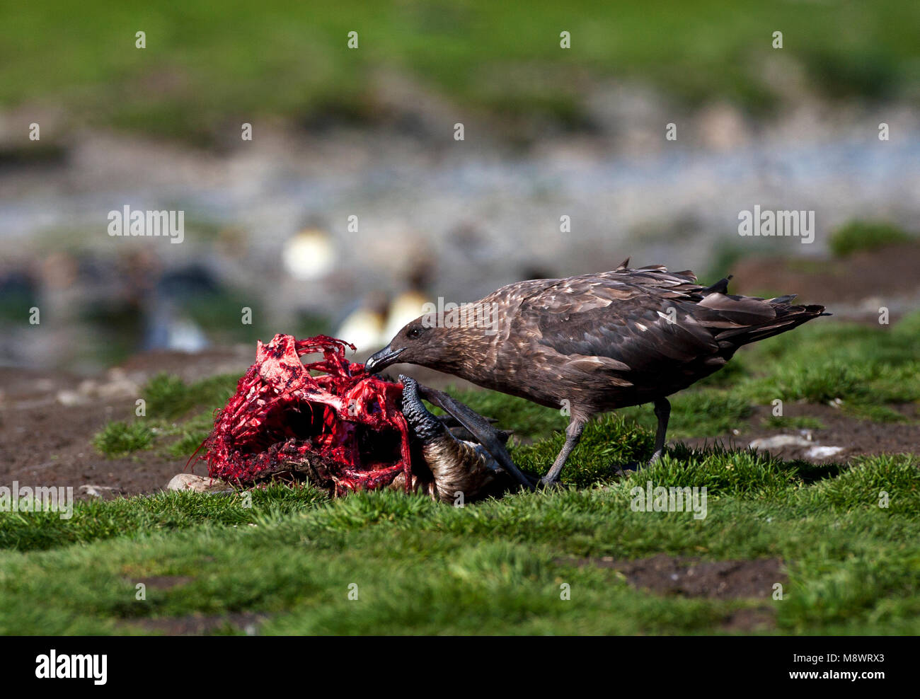 Subantarctische Grote Jager etend; Subantarctic Skua eating Stock Photo