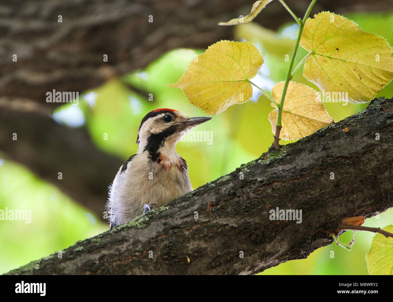 Syrische Bonte Specht, Syrian Woodpecker, Dendrocopos syriacus Stock Photo