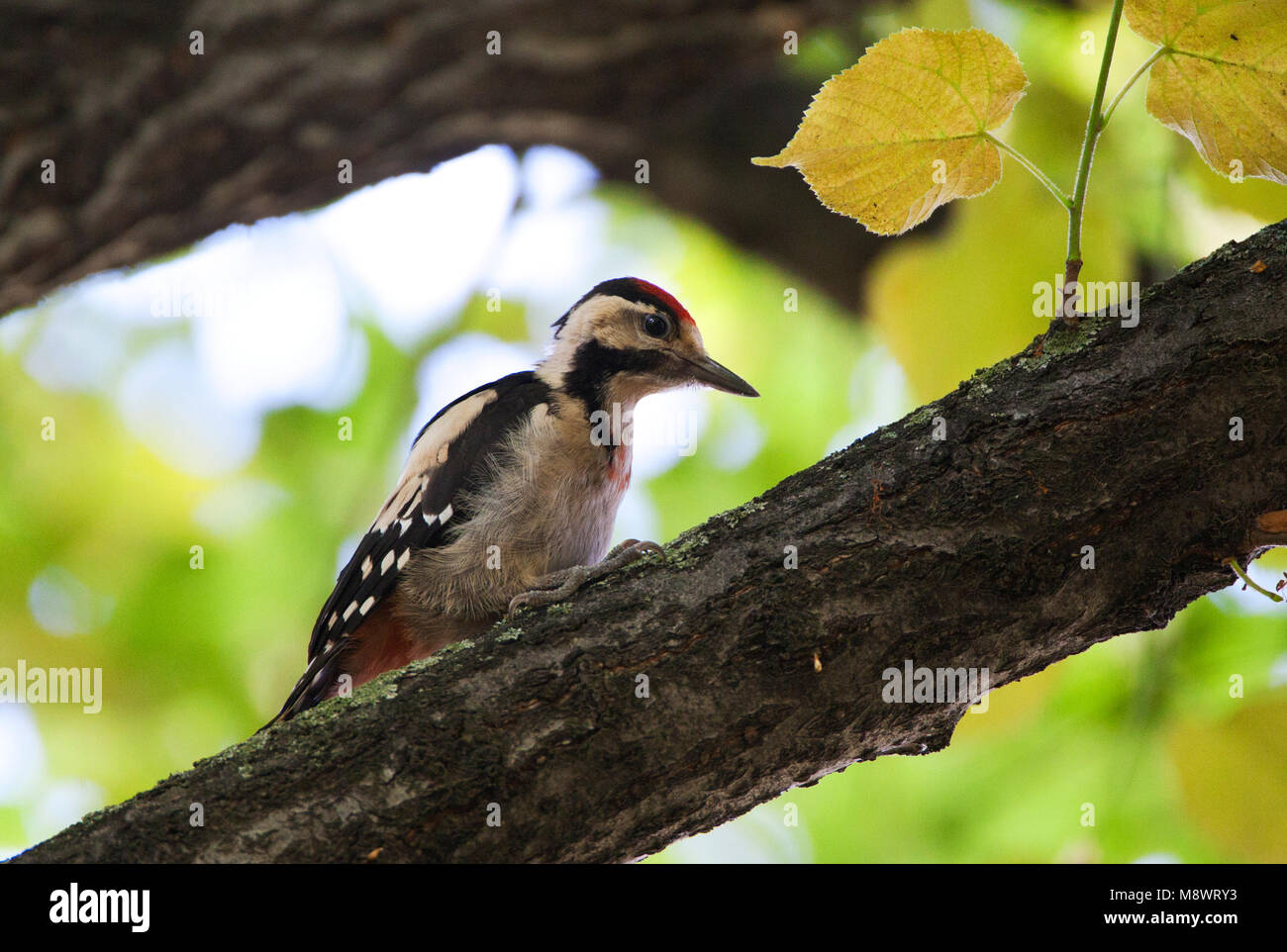 Syrische Bonte Specht, Syrian Woodpecker, Dendrocopos syriacus; Stock Photo