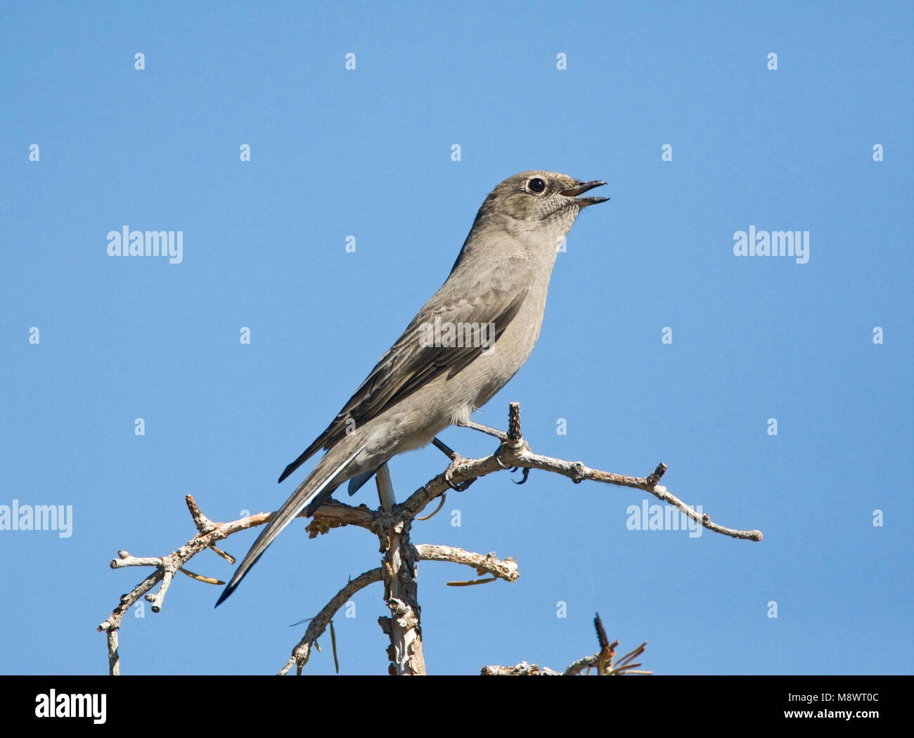 Townsend-solitaire zingend, Townsends solitaire singng Stock Photo