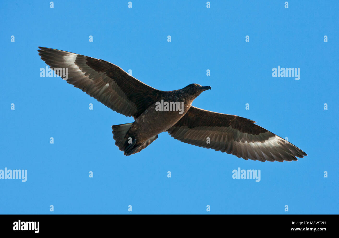 Tristan Skua, Stercorarius antarcticus hamiltoni Stock Photo Alamy