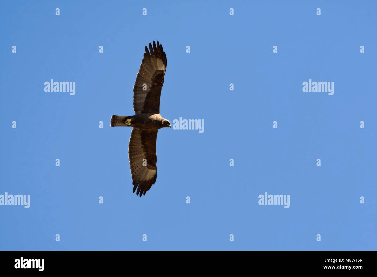 Wahlbergs Arend, Wahlberg's Eagle, Hieraaetus wahlbergi Stock Photo