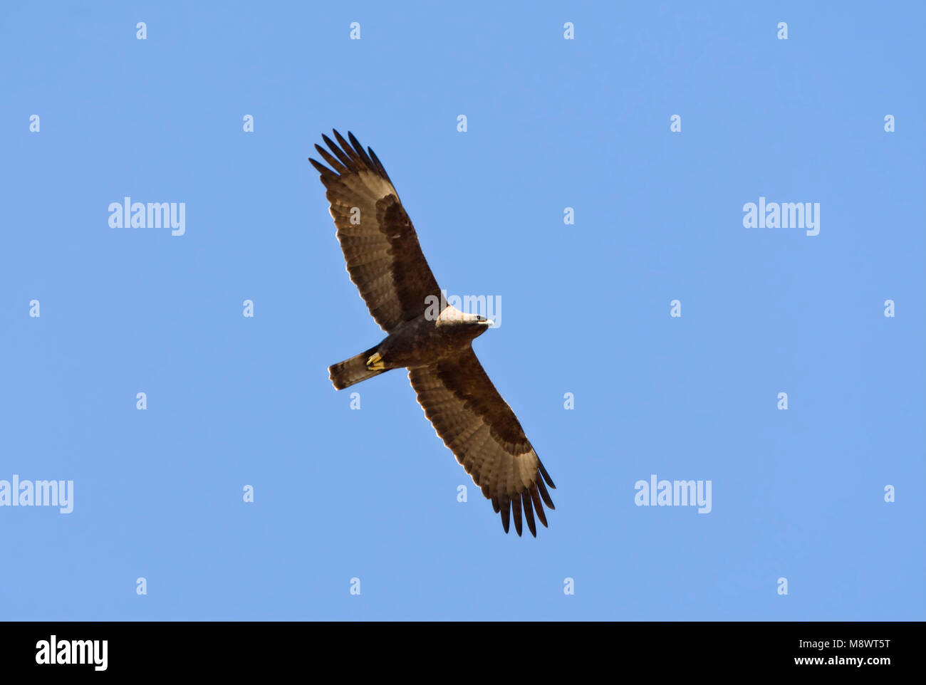 Wahlbergs Arend, Wahlberg's Eagle, Hieraaetus wahlbergi Stock Photo