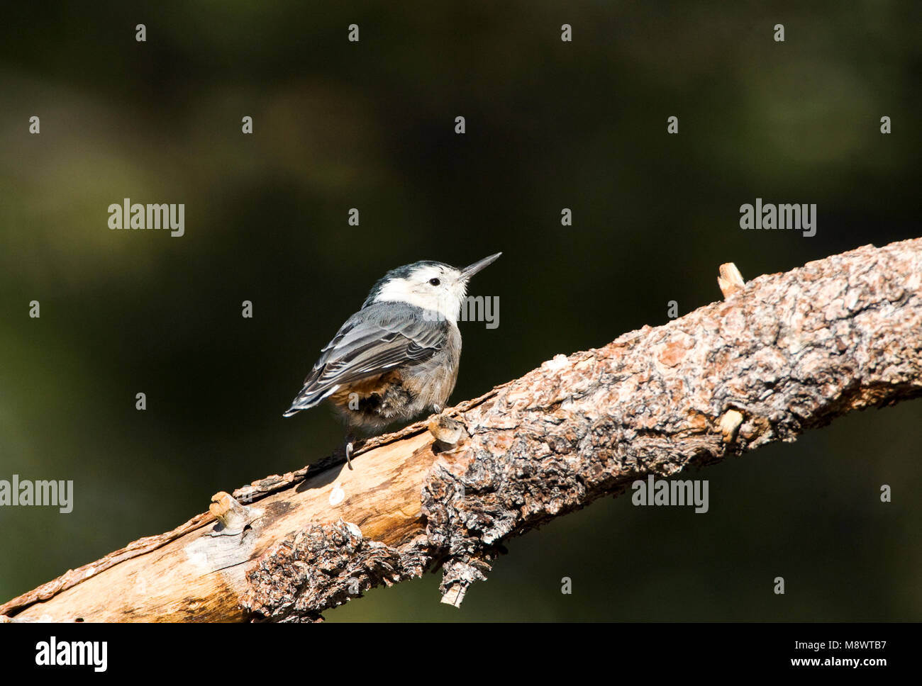 Witborst-boomklever; White-breasted Nuthatch Stock Photo
