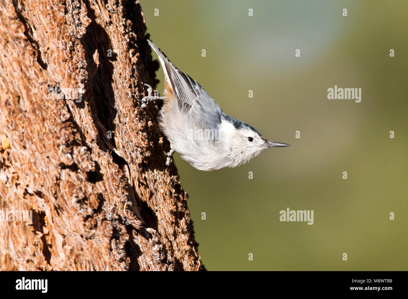 Witborst-boomklever; White-breasted Nuthatch Stock Photo