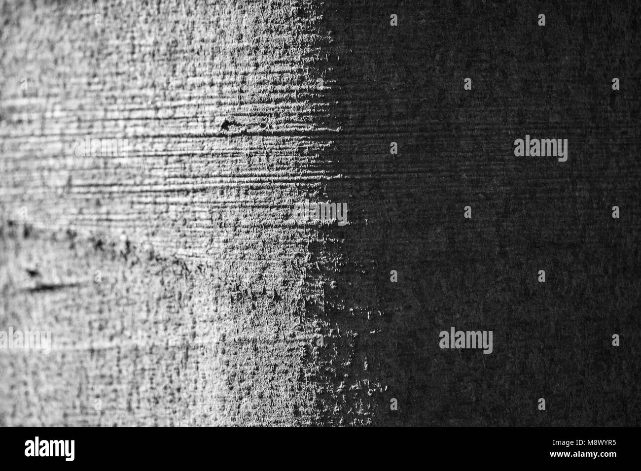 Fagus sylvatica beech tree bark Black and White Stock Photos & Images ...