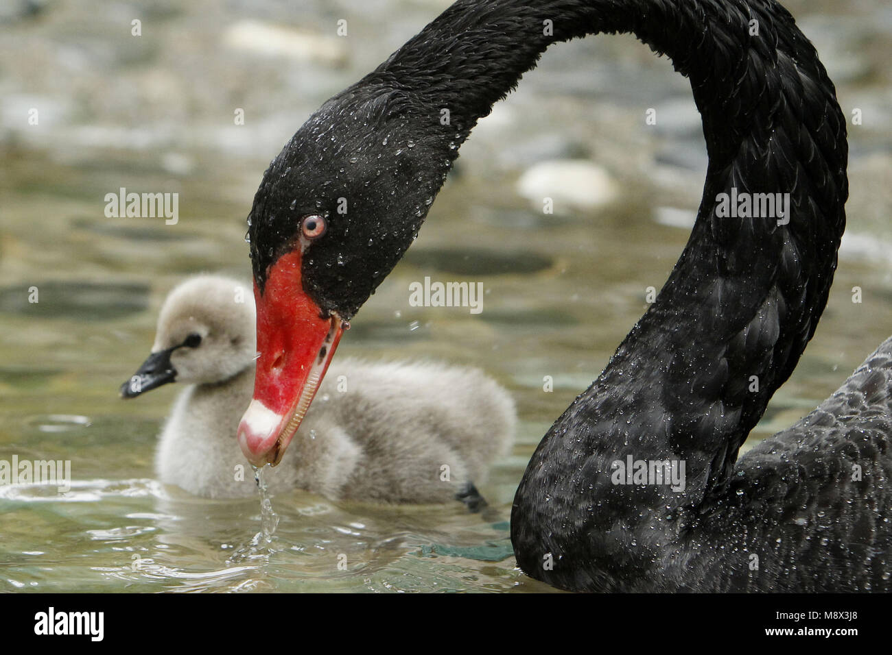Medellin, Colombia, on 20 March 2018. A black swan takes care of it's Stock  Photo - Alamy