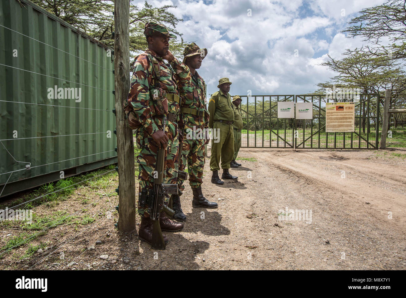 March 20, 2018 - Nanyuki, Kenya - Caretakers at the gate to the well guarded open ground of northern white rhinos...With the death of Sudan, there are only two remaining northern white rhino alive. Called Najin and Fatu, they spend their lives living in protected area of Ol Pejeta Conservancy, where the 'Caretakers' sort of armed nature rangers are protecting them. (Credit Image: © Jan Husar/SOPA Images via ZUMA Wire) Stock Photo