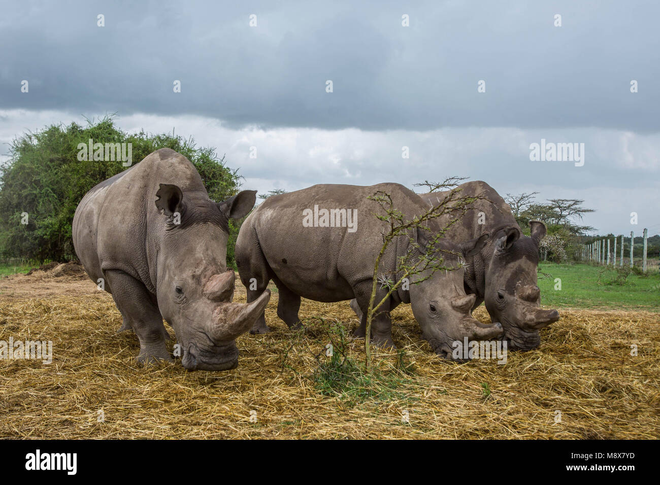 Northern White Rhino Najin Fatu High Resolution Stock Photography And Images Alamy Northern White Rhino Najin Fatu High Resolution Stock Photography And Images Alamy
