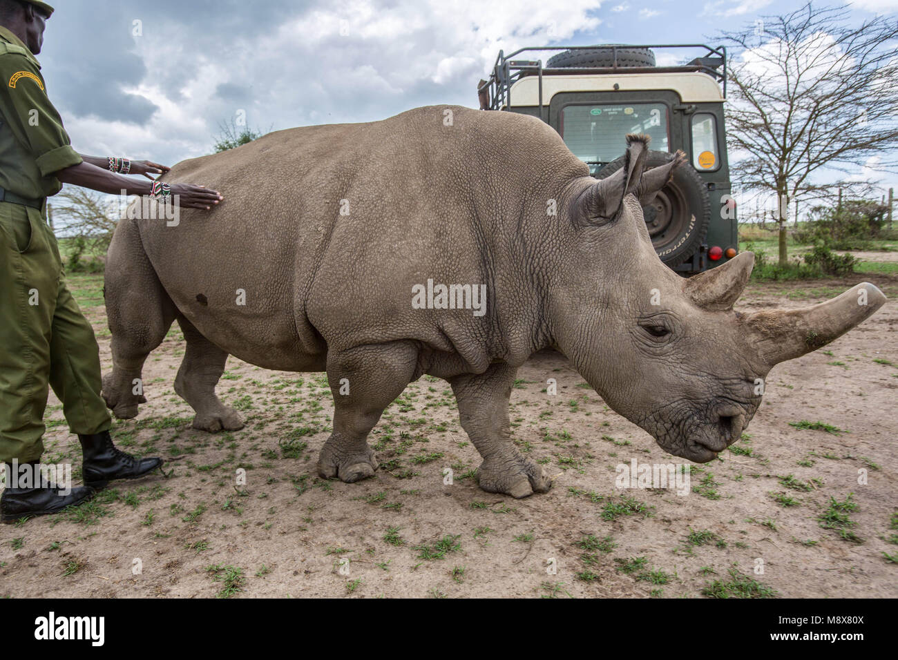 March 20, 2018 - Nanyuki, Kenya - Caretaker with northern white rhino female...With the death of Sudan, there are only two remaining northern white rhino alive. Called Najin and Fatu, they spend their lives living in protected area of Ol Pejeta Conservancy, where the 'Caretakers' sort of armed nature rangers are protecting them. (Credit Image: © Jan Husar/SOPA Images via ZUMA Wire) Stock Photo