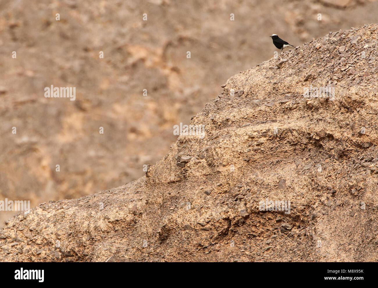 Witkruintapuit zittend; White-crowned Wheatear perched Stock Photo