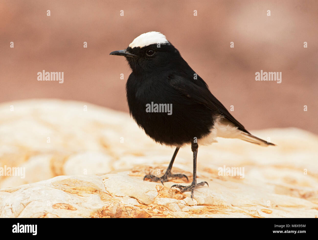 Witkruintapuit zittend; White-crowned Wheatear perched Stock Photo