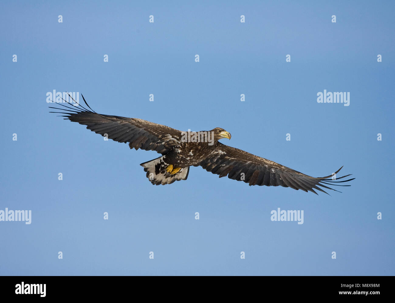 Zeearend, White-tailed Eagle Stock Photo