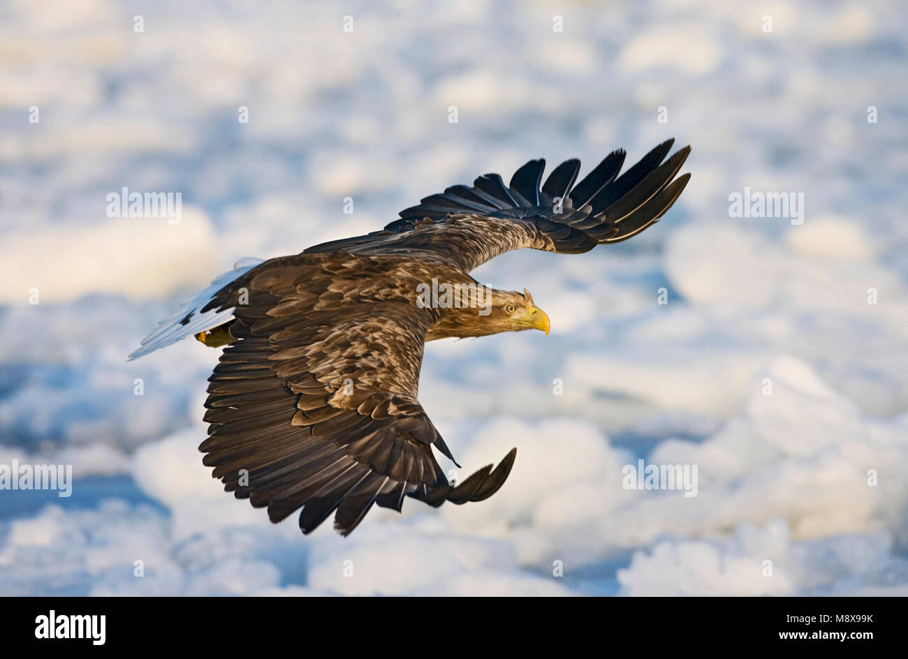 Zeearend, White-tailed, Eagle Stock Photo