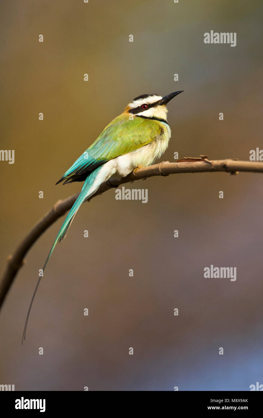 Witkeelbijeneter, White-throated Bee-eater Stock Photo