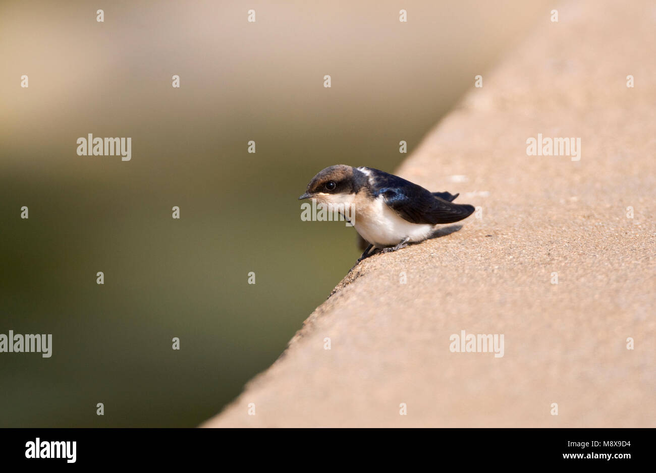 Roodkruinzwaluw in zit; Wire-tailed Swallow perched Stock Photo