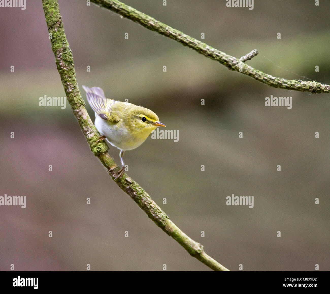 Fluiter op tak; Wood Warbler on a branch Stock Photo