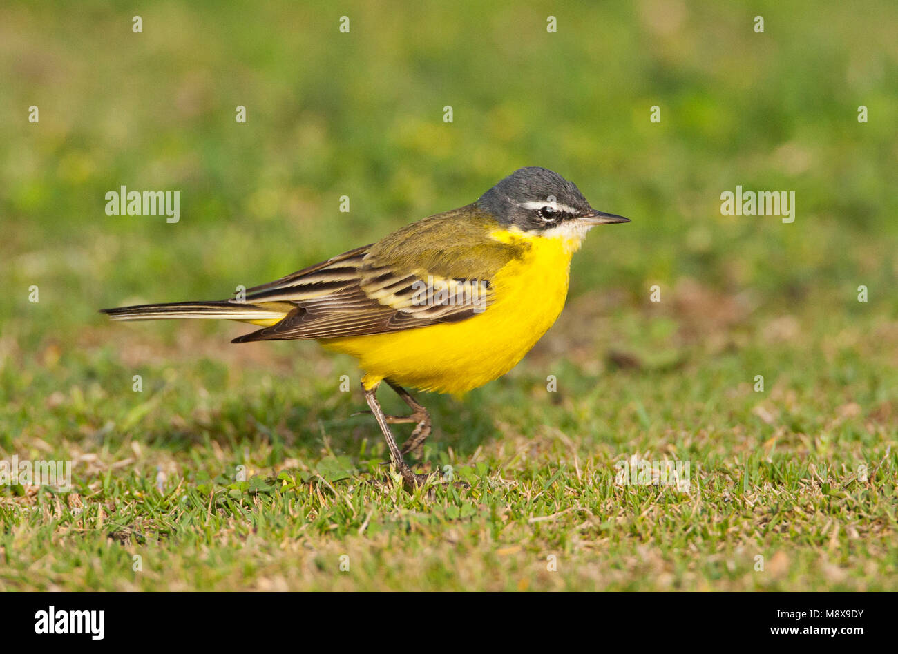 Yellow Wagtail Species Eilat Stock Photo