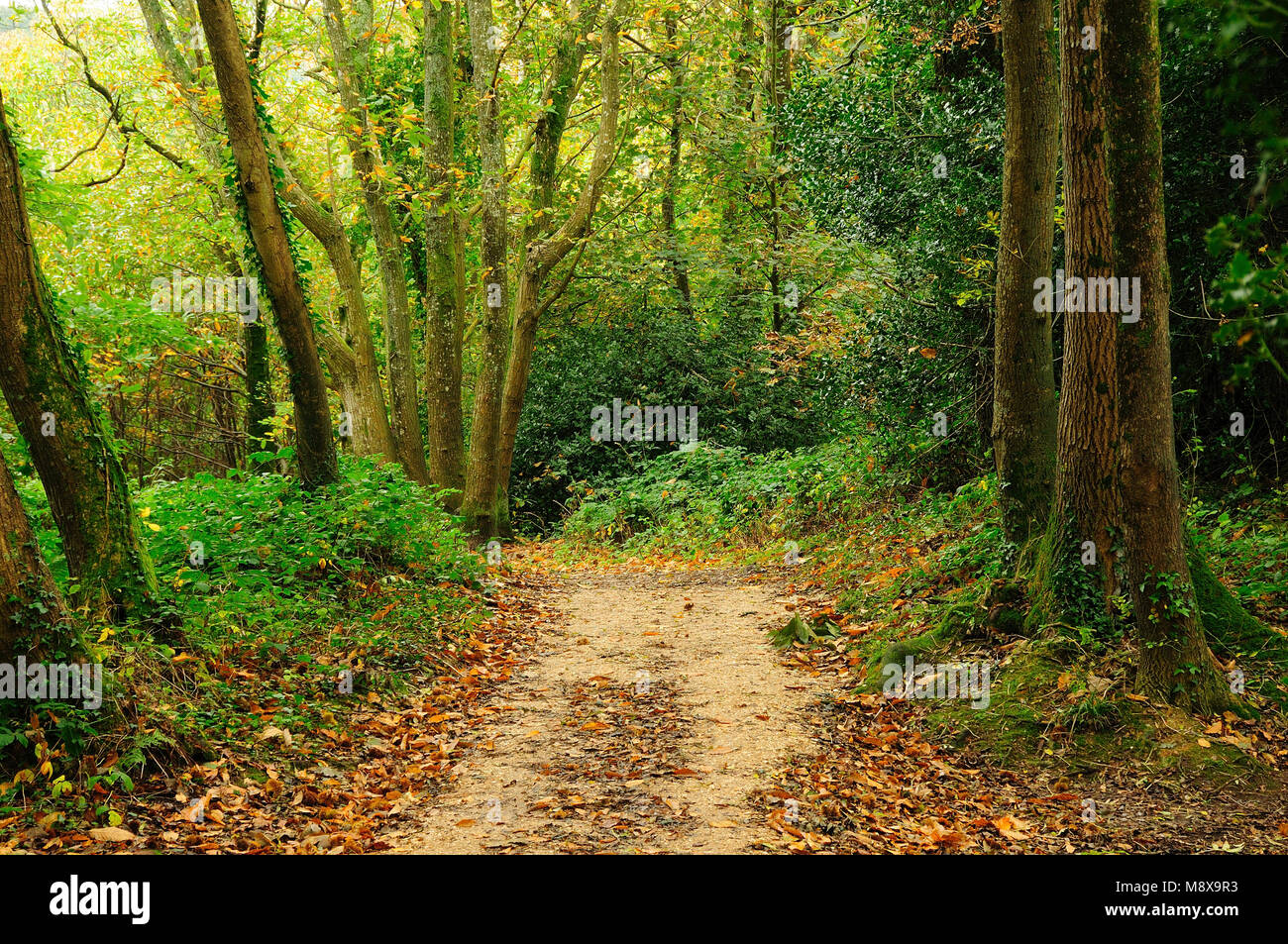 Thorncombe Wood Near Dorchester Dorset Stock Photo Alamy