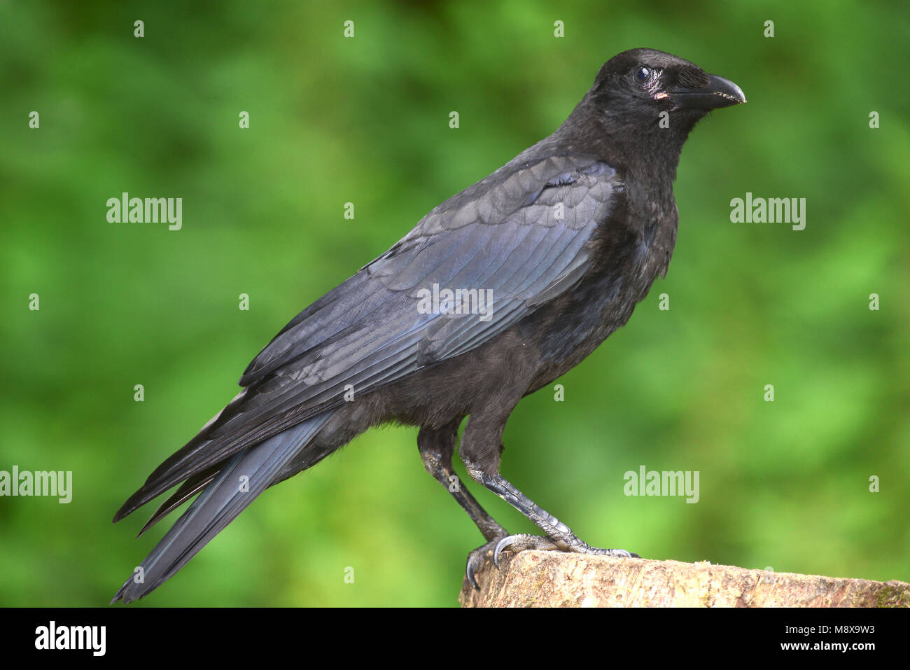 June ID tips: Juvenile Rook and Carrion Crow - BirdGuides