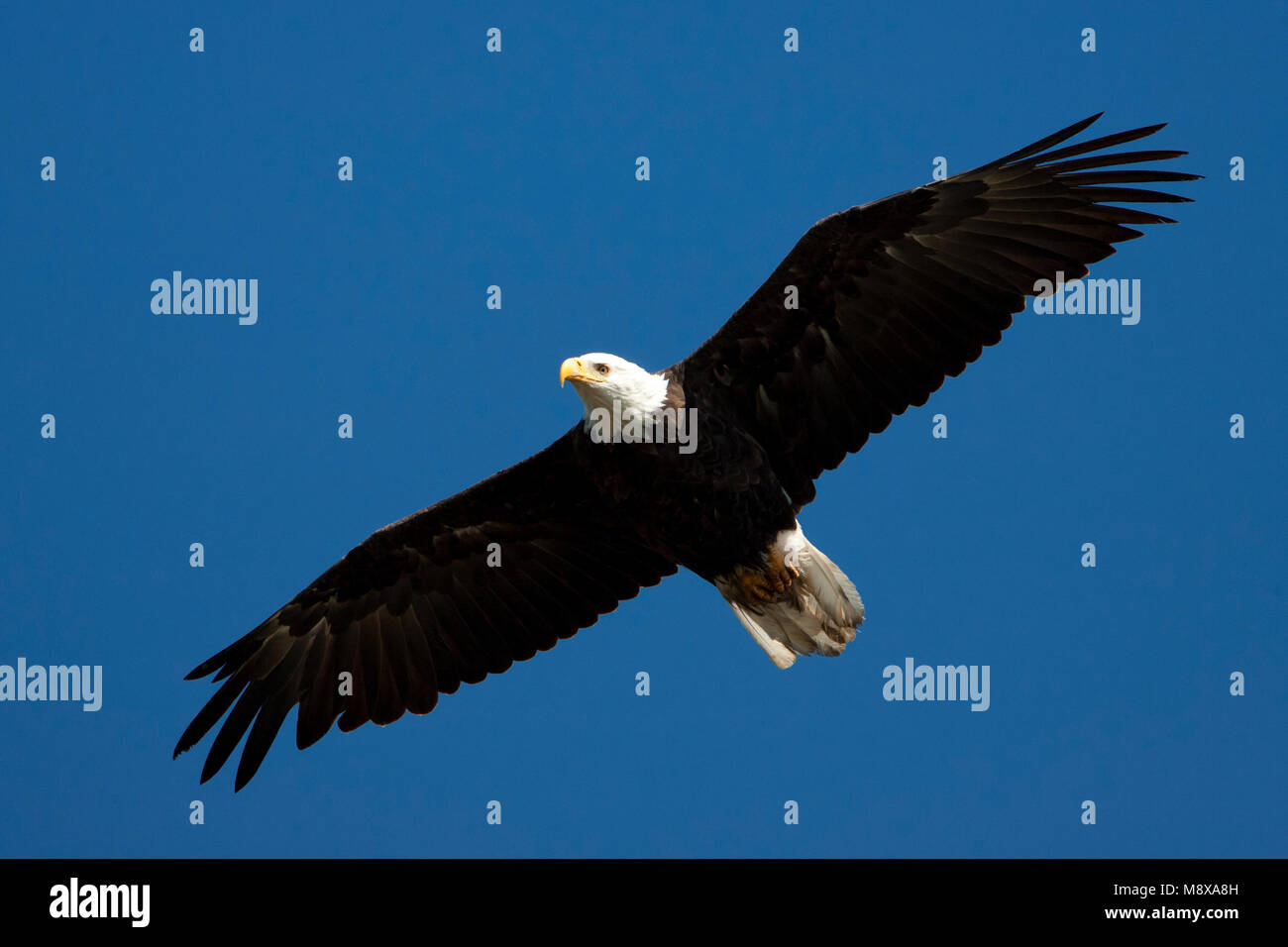 Amerikaanse zeearend hi-res stock photography and images - Alamy