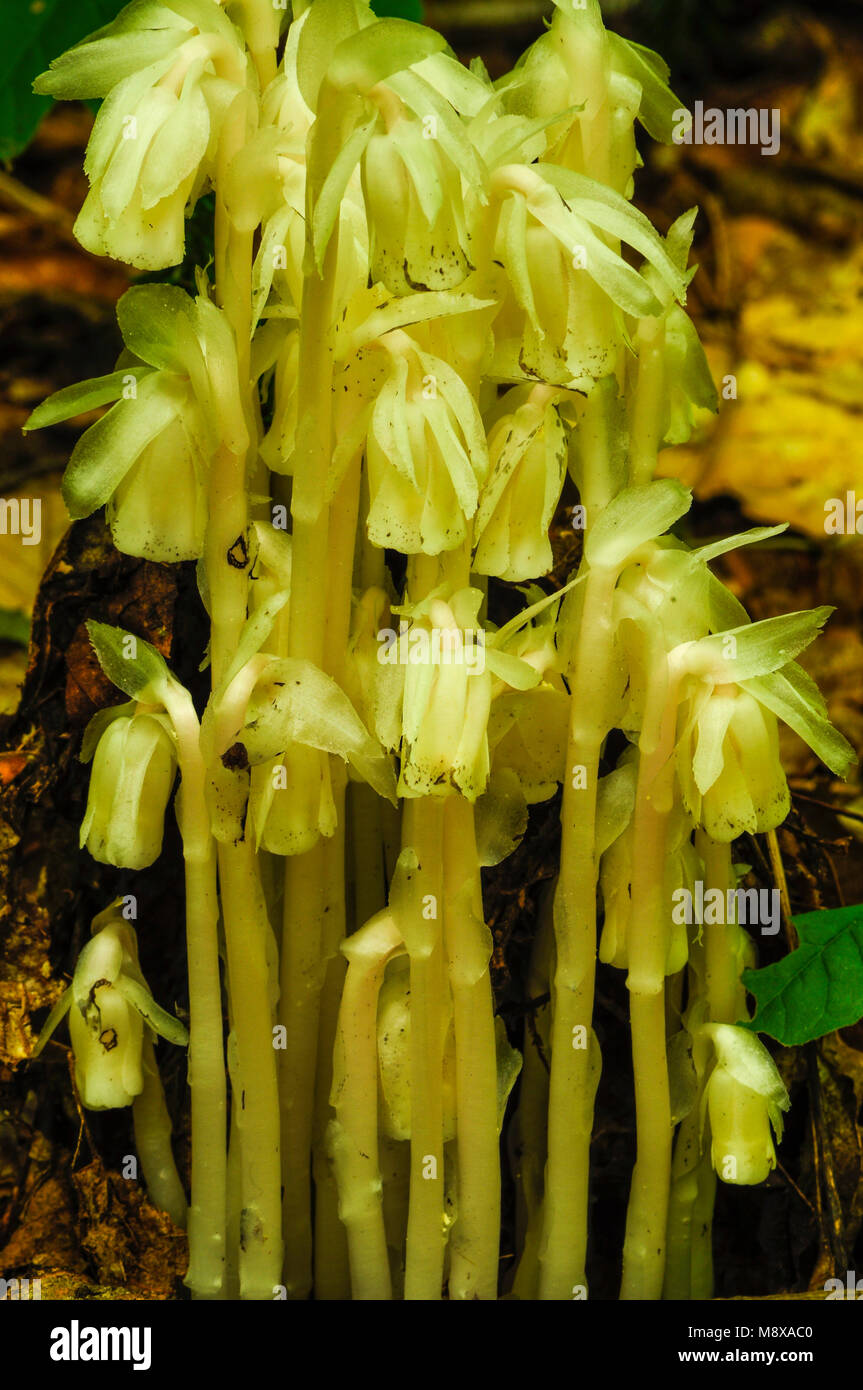 Indian Pipe, Monotropa Uniflora, Silver Lake Wilderness Area