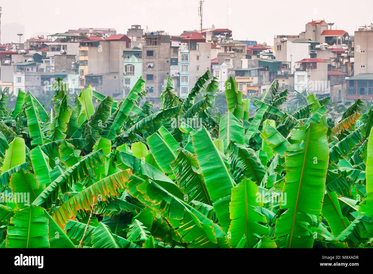 Hanoi skyline, a dense cluster of palm trees viewed against the skyline of narrow houses typical of the architecture of Hanoi, Vietnam Stock Photo