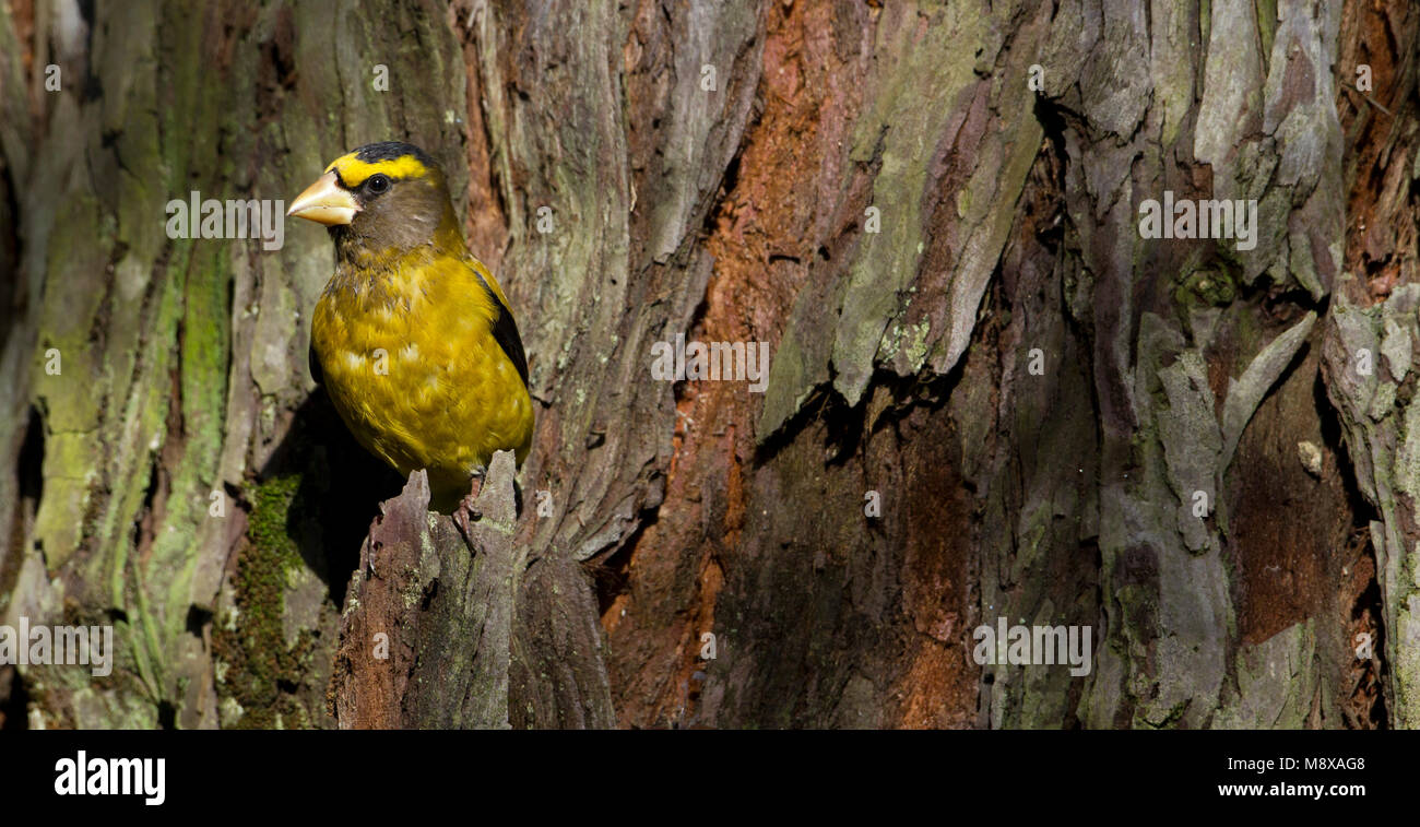 Avonddikbek; Evening Grosbeak Stock Photo