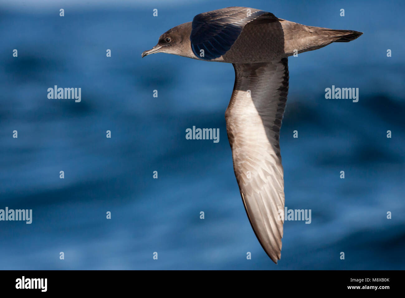 Dunbekpijlstormvogel in de vlucht; Short-tailed Shearwater in flight Stock Photo