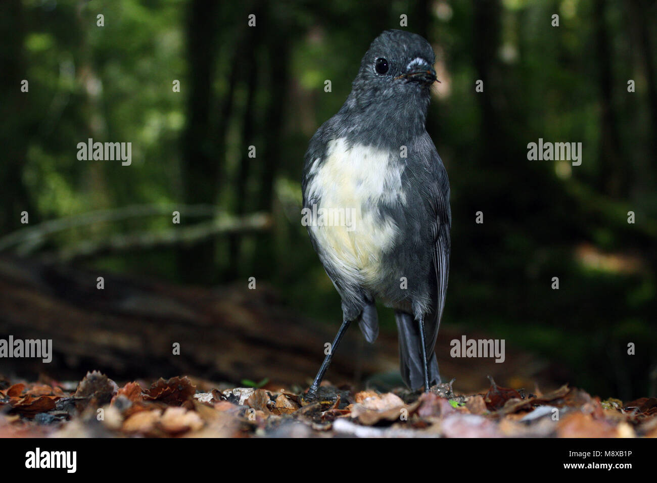 Nieuw Zeeland-vliegenvanger; South Island Robin; Petroica australis Stock Photo