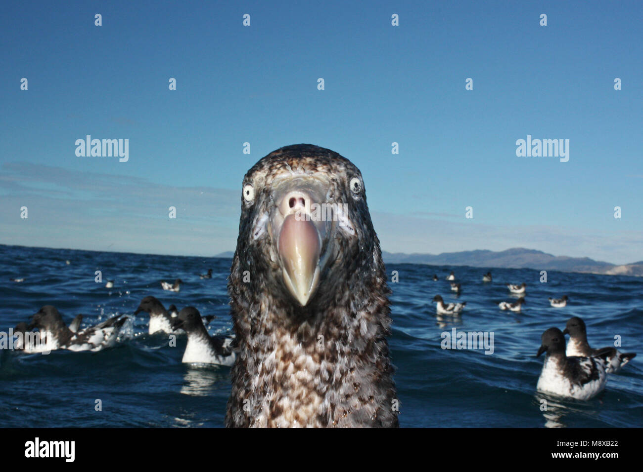 Zuidelijke Reuzenstormvogel close up; Antarctic Giant Petrel close-up Stock Photo