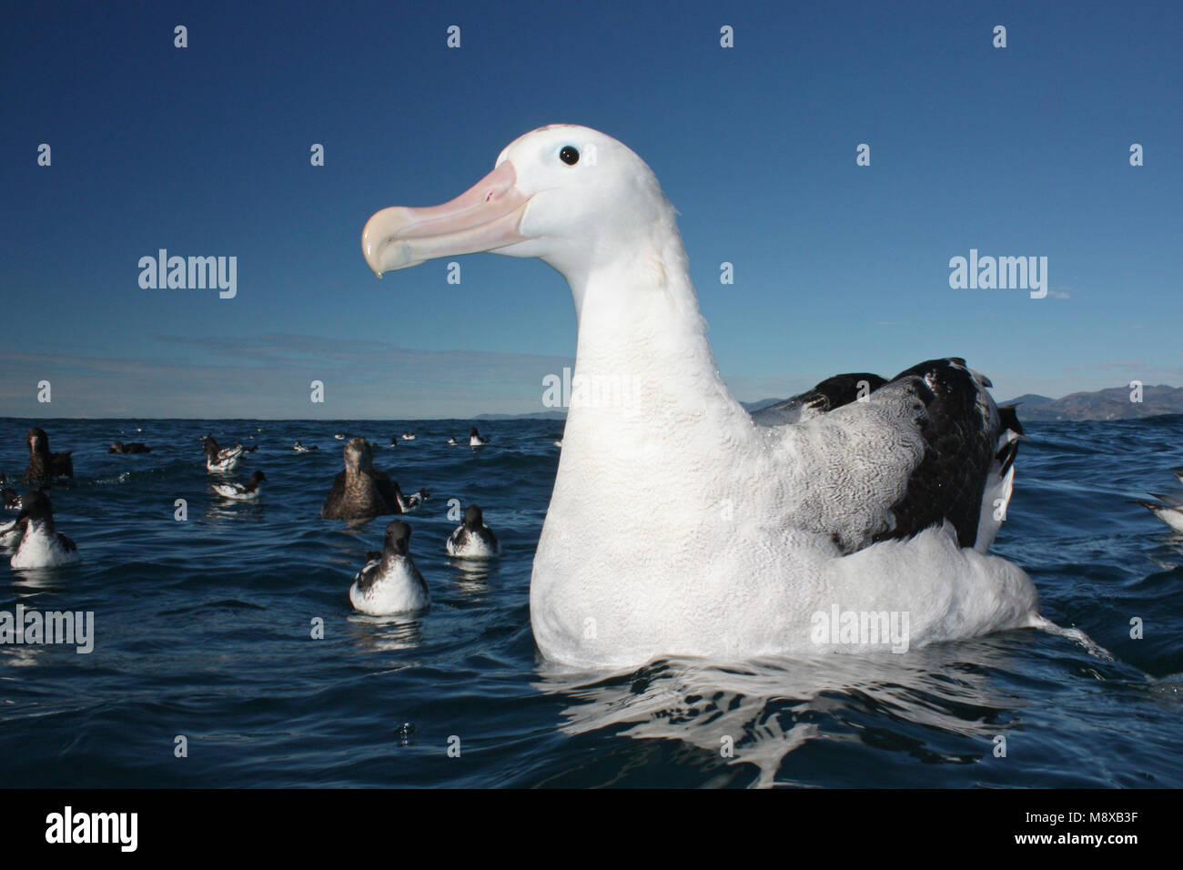 Zwemmende Grote Albatros; Swimming Wandering Albatross Stock Photo