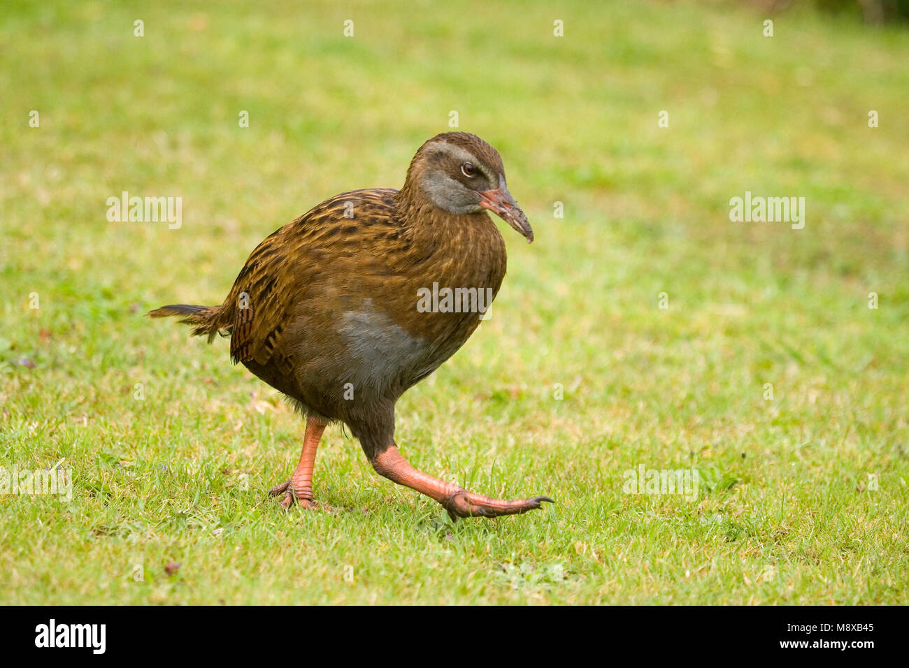 Lopende Weka; Walking Weka Stock Photo