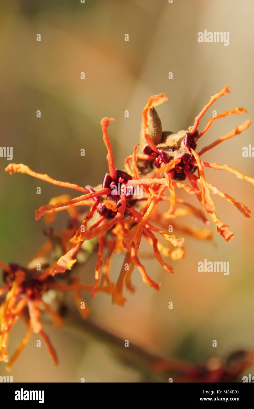 Flowers of Hamamelis x intermedia 'Aphrodite' witch hazel lit by winter ...