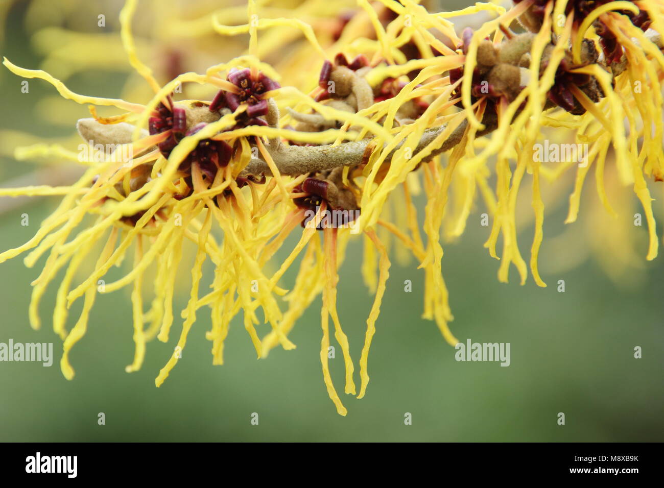 Winter flowers of Hamamelis x intermedia 'Glowing Embers' witch hazel ...