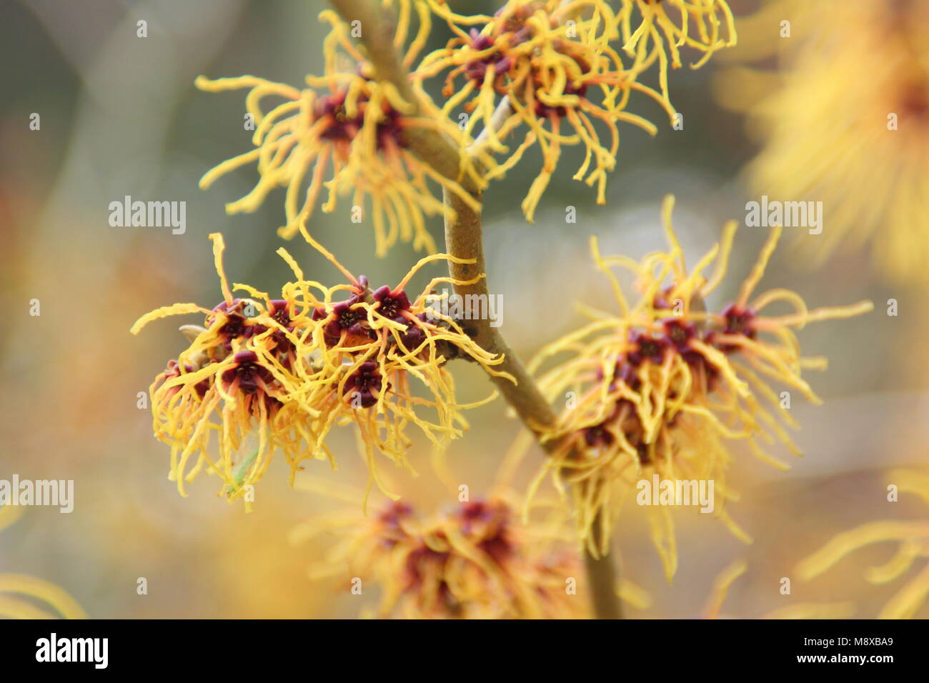 Winter flowers of Hamamelis x intermedia 'Glowing Embers' witch hazel ...