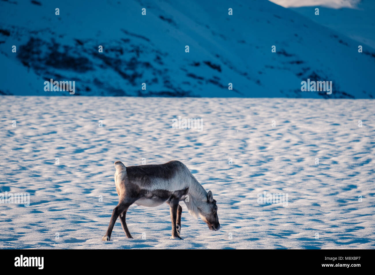 Icelandic reindeer grazing near the Glacier Lagoon in south east Iceland in its natural winter environment. Stock Photo