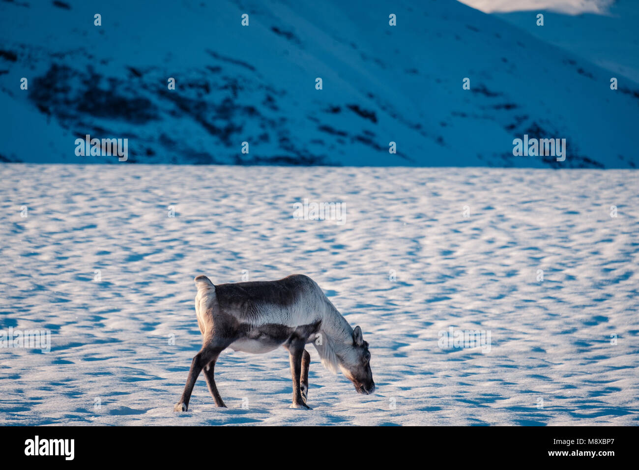 Icelandic Reindeer Grazing Near The Glacier Lagoon In South East Icelandic Reindeer Grazing Near The Glacier Lagoon In South East