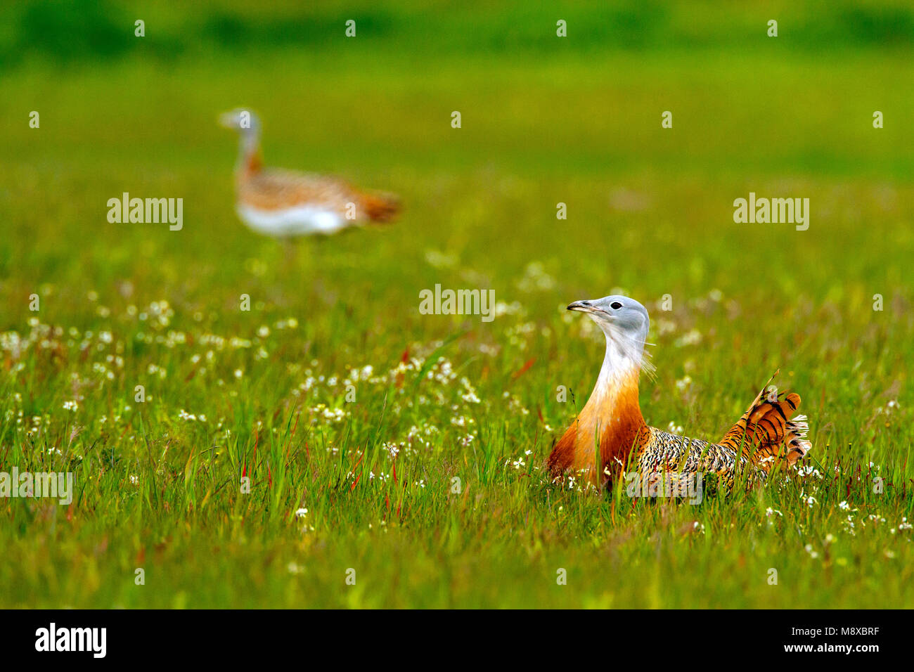 Great Bustard male during spring Stock Photo