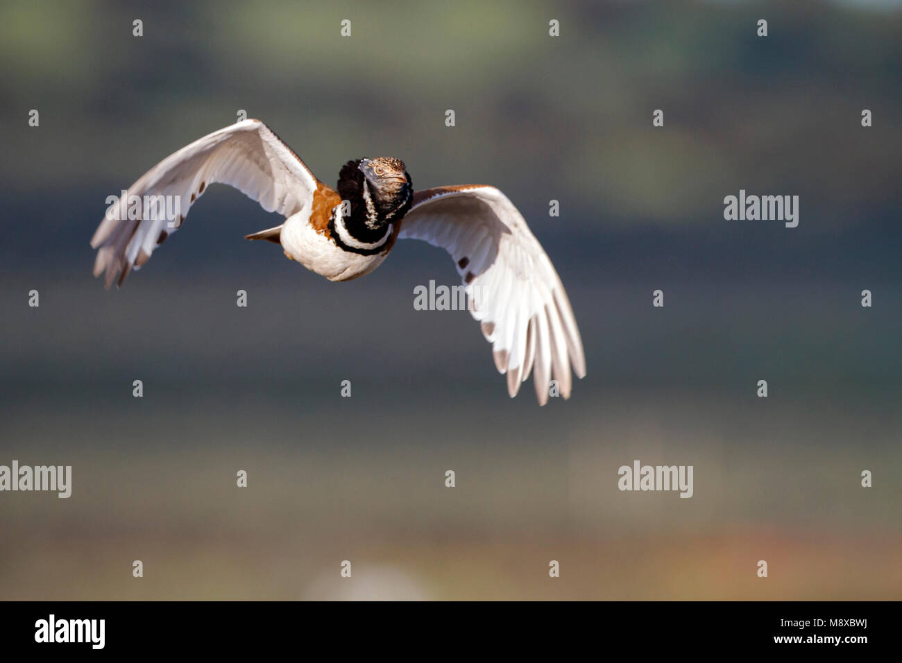 Kleine Trap in vlucht; Male Little Bustard (Tetrax tetrax) in flight Stock Photo