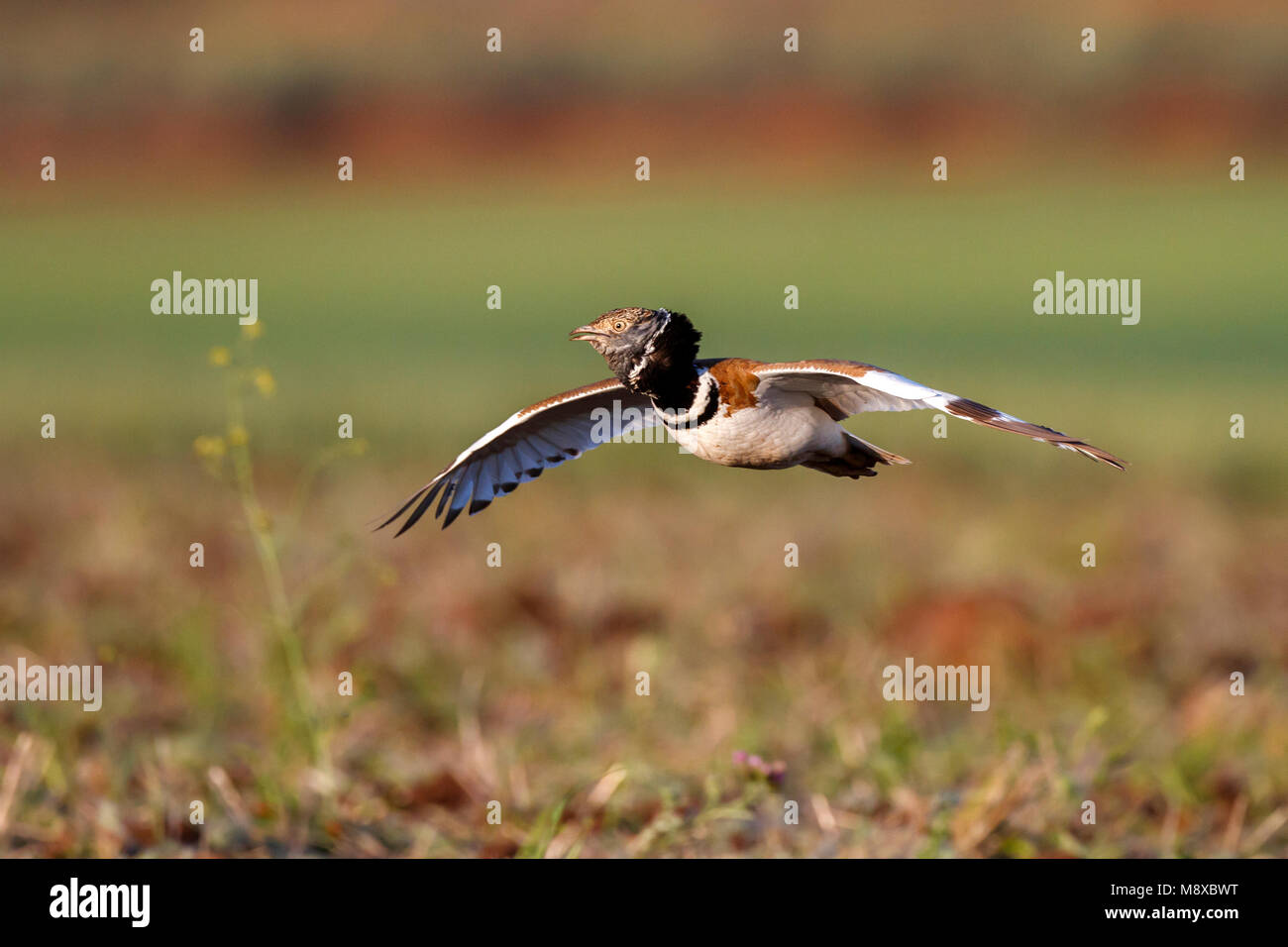 Kleine Trap in vlucht; Male Little Bustard (Tetrax tetrax) in flight Stock Photo