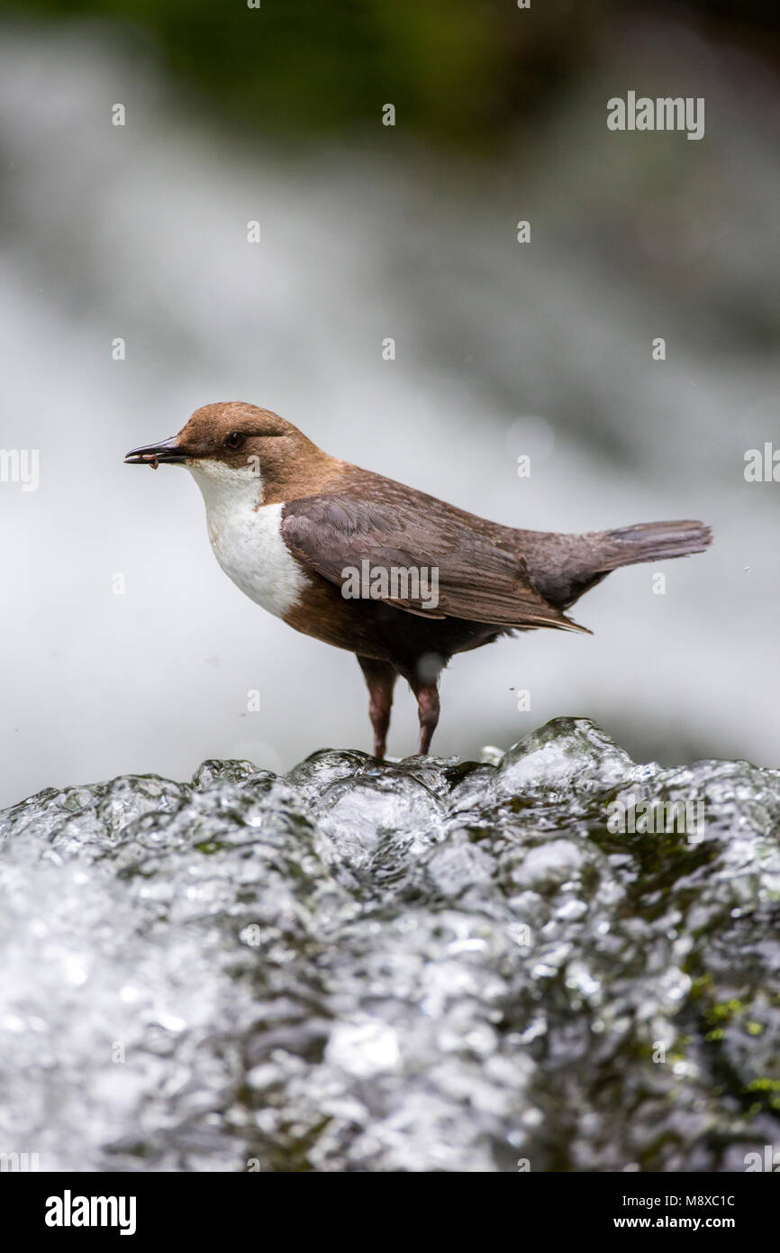 Bird image by Oscar Diez Stock Photo