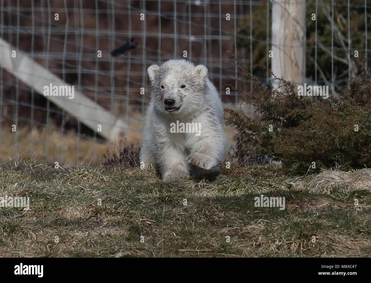 The First Polar Bear Cub To Be Born In The Uk For 25 Years As Of Yet