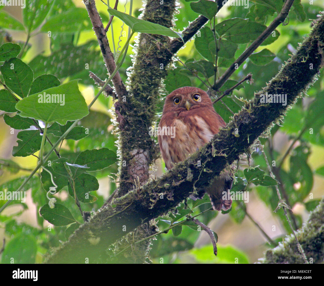 The cloud-forest pygmy owl (Glaucidium nubicola) is a short, muscular, small-sized species of owl found throughout the Andes of western Colombia and n Stock Photo