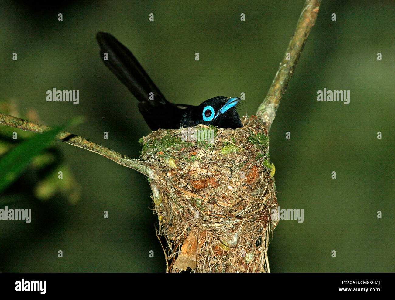 Paradise Flycatcher Hi Res Stock Photography And Images Alamy