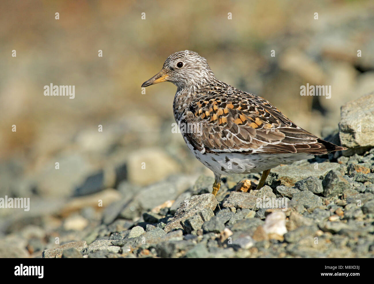 Adulte Brandingloper, Surfbird adult Stock Photo