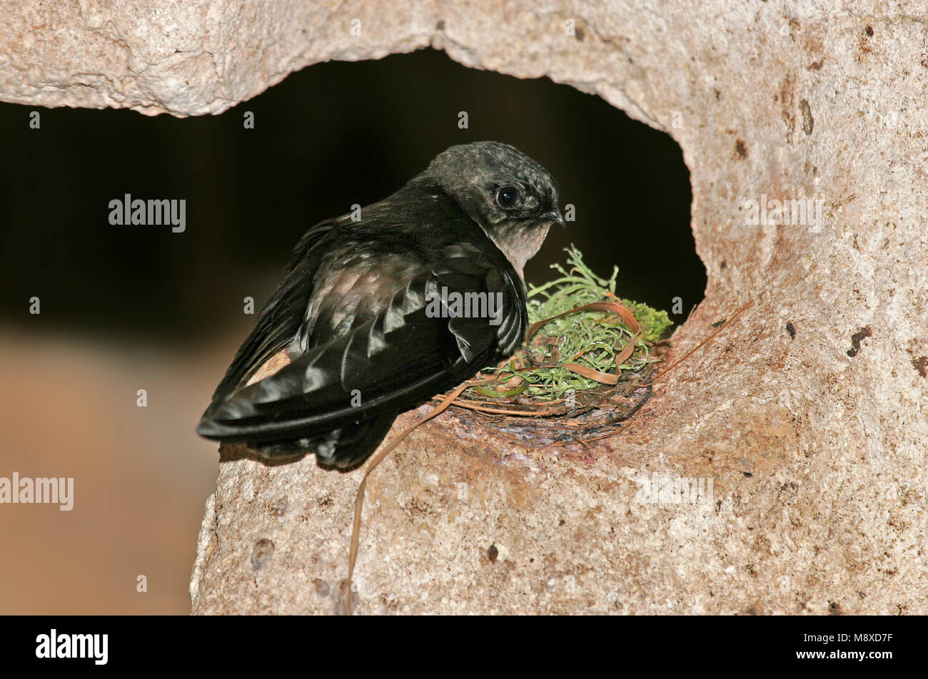 Swiftlet Bird Nest Stock Photos & Swiftlet Bird Nest Stock Images Alamy