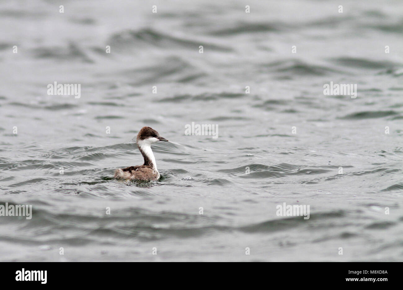 Junin Grebe (Podiceps taczanowskii) is found only on Lake Junin in the highlands of Junin, west-central Peru. The current population is estimated at l Stock Photo