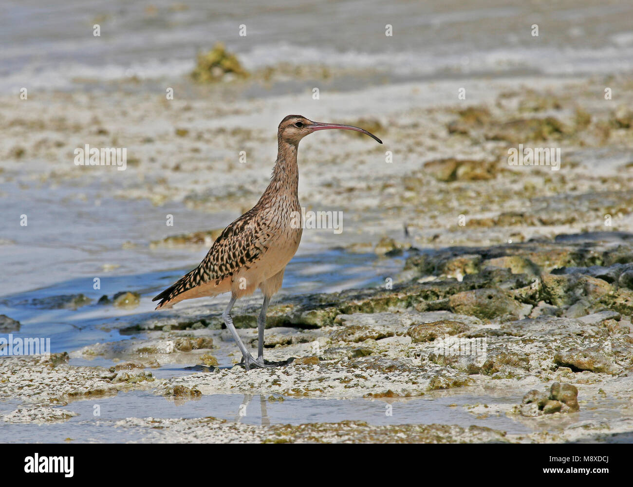 Zuidzeewulp, Bristle-thighed Curlew, Numenius tahitiensis Stock Photo